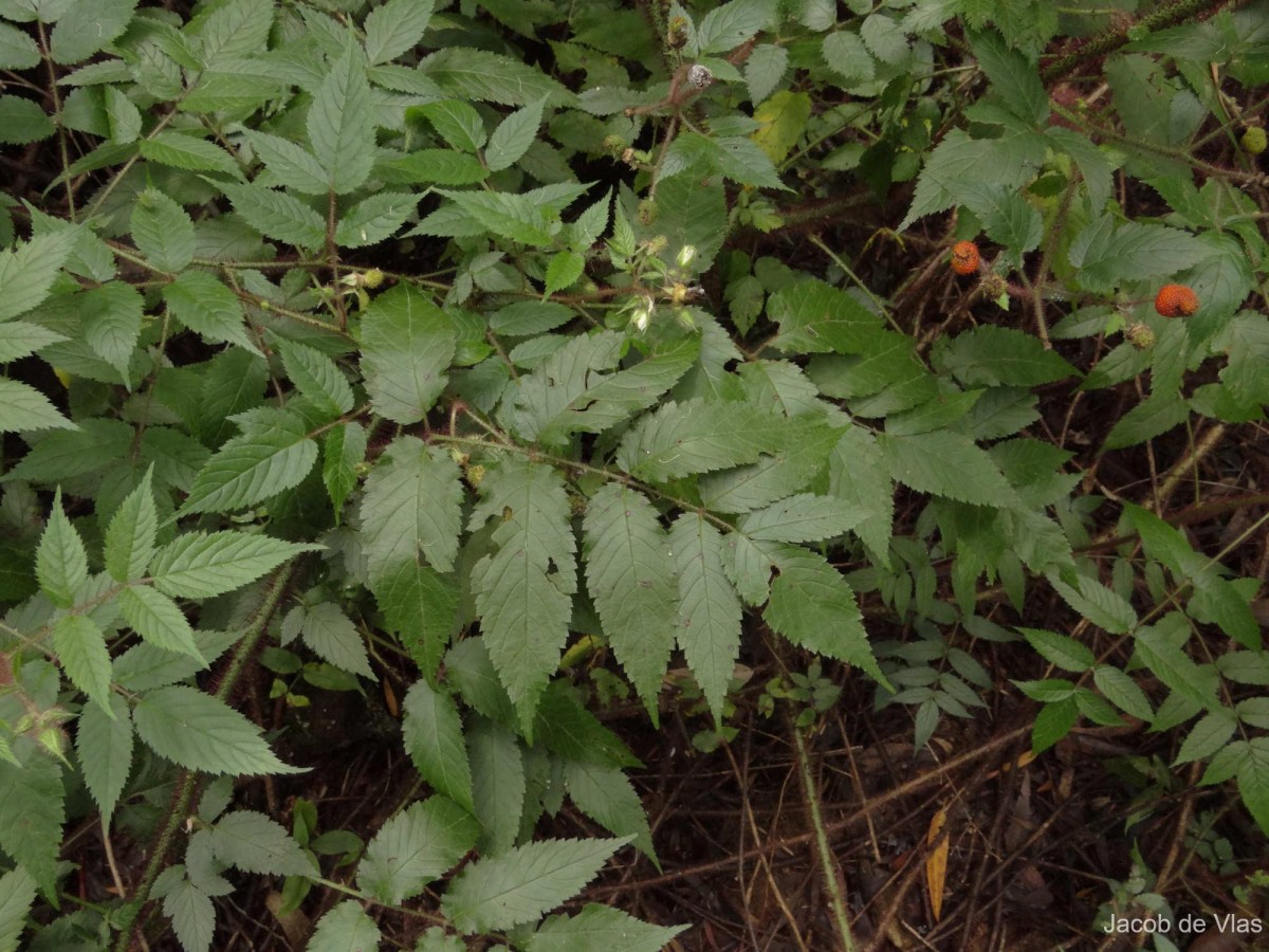 Rubus sumatranus Miq.